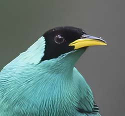 Green Honeycreeper