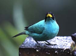 Green Honeycreeper