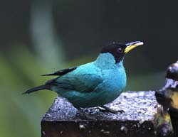 Green Honeycreeper