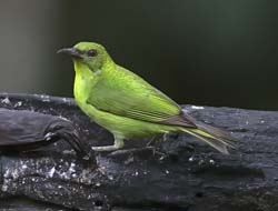 Green Honeycreeper