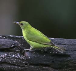 Green HoneycreeperGreen HoneycreeperGreen HoneycreeperGreen Honeycreeper