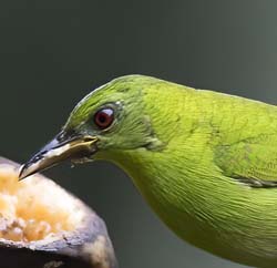 Green Honeycreeper