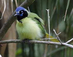 Green Jay Photo