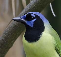 Green Jay Photo