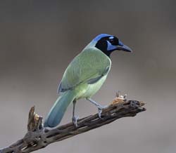 Green Jay/></a></p> <p><a href=