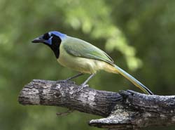 Green Jay
