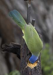 Green Jay