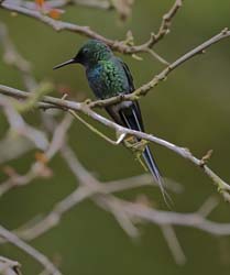 Green Thorntail