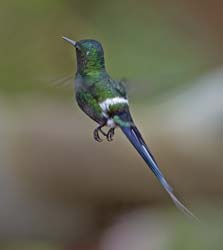 Green Thorntail