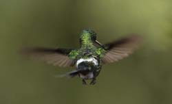 Green Thorntail