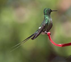 Green Thorntail