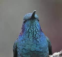 Green Violetear Photo