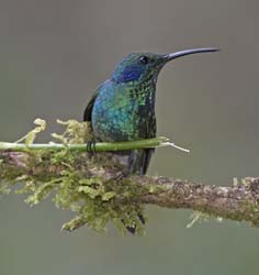 Green Violetear Photo