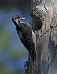 Hairy Woodpecker Photo