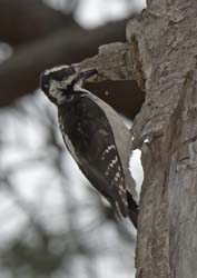 Hairy Woodpecker Photo