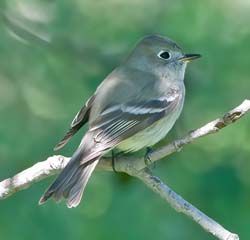 Hammonds Flycatcher Photo