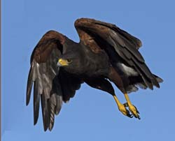 Harris Hawk