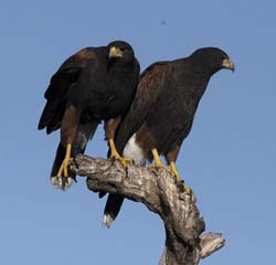 Harris Hawk