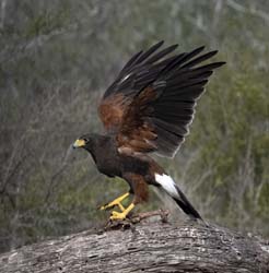 Harris Hawk