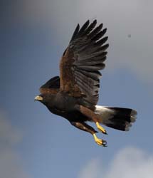 Harris Hawk