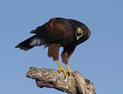 Harris Hawk