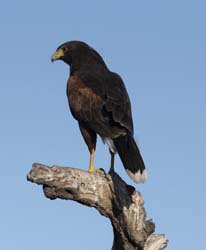 Harris Hawk