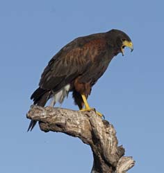 Harris Hawk