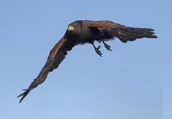 Harris Hawk