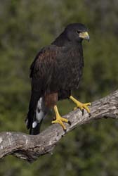 Harris Hawk