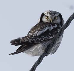 Hawk Owl