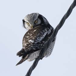 Hawk Owl