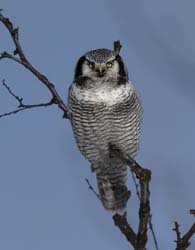 Hawk Owl