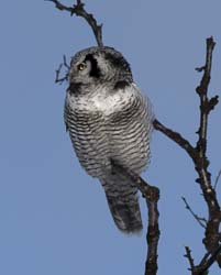 Hawk Owl