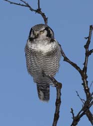 Hawk Owl