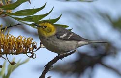 Hermit Warbler