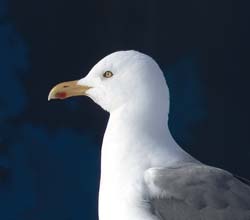 Herring Gull