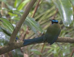 Highland Motmot Photo