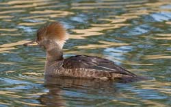 Hooded Merganser Photo