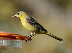 Hooded Oriole Photo