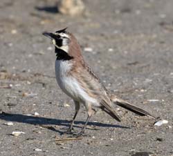 Horned Lark