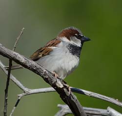 House Sparrow Photo