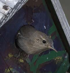 House Wren Photo