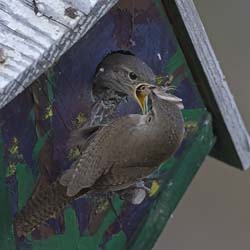 House Wren Photo