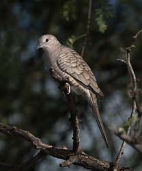 Inca Dove Photo