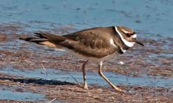 Killdeer Photo
