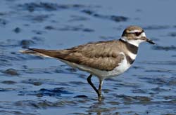 Killdeer Photo
