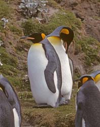 King Penguin Photo