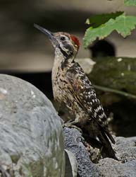 Ladder-backed Woodpecker Photo