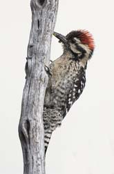 Ladder-backed Woodpecker Photo