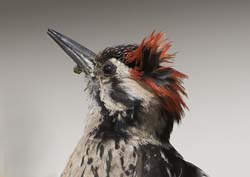Ladder-backed Woodpecker Photo